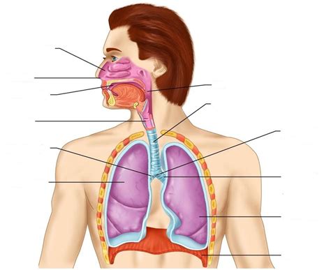 What Are The Functions Of The Respiratory System Quizlet