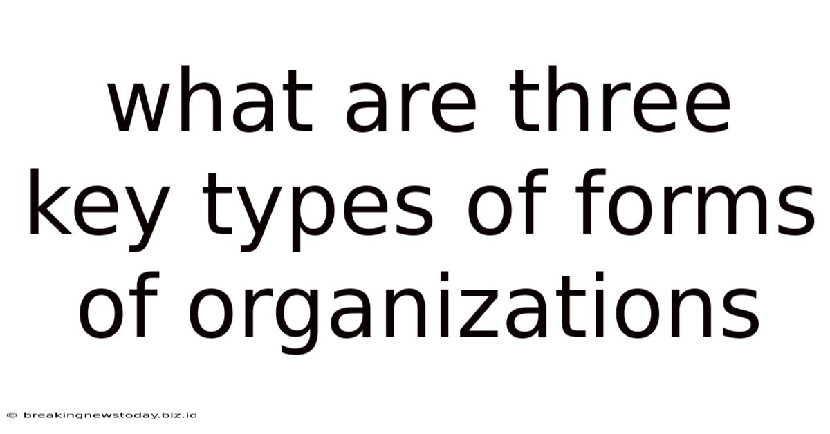 What Are Three Key Types Of Forms Of Organizations