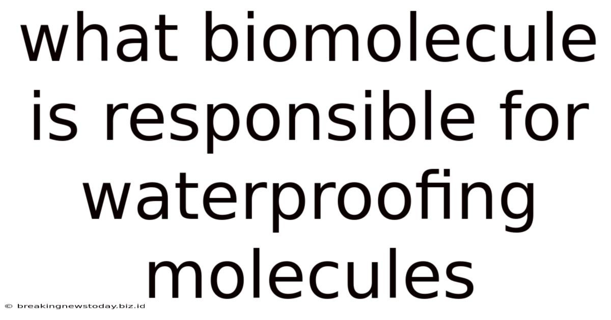 What Biomolecule Is Responsible For Waterproofing Molecules