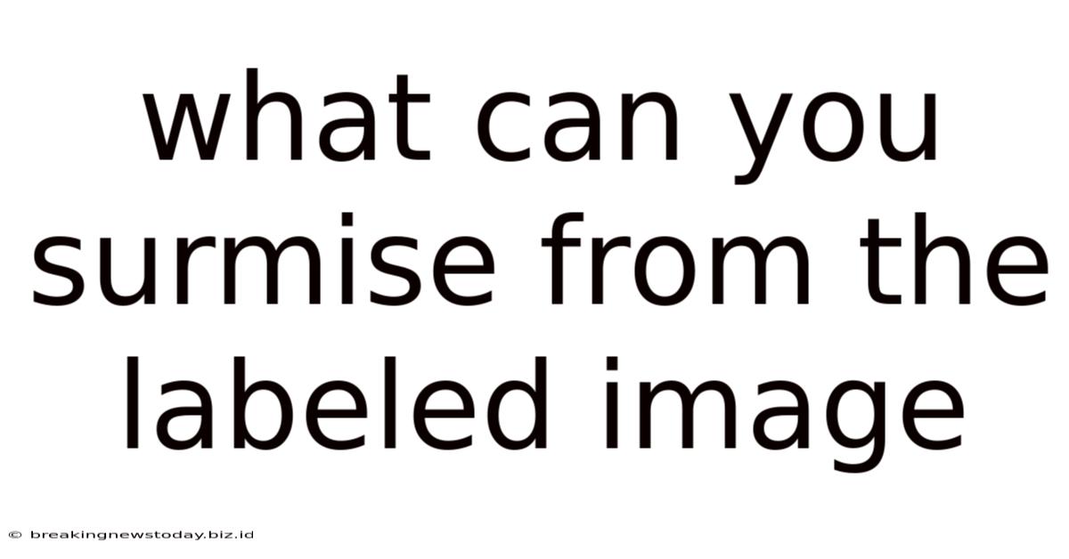 What Can You Surmise From The Labeled Image