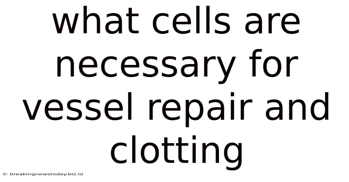 What Cells Are Necessary For Vessel Repair And Clotting