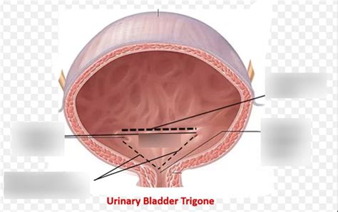 What Defines The Trigone Of The Urinary Bladder Quizlet