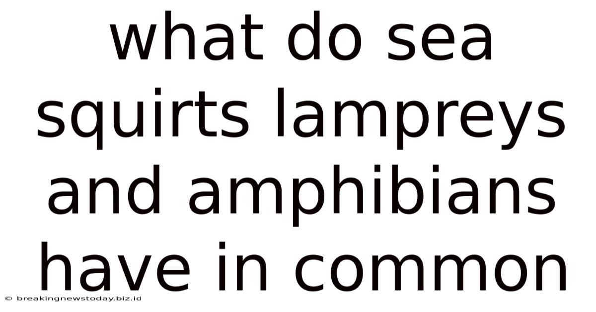 What Do Sea Squirts Lampreys And Amphibians Have In Common