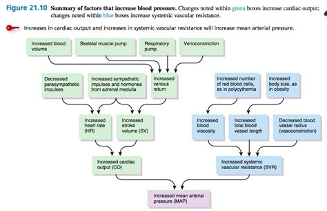 What Factor Can Increase Blood Pressure Quizlet