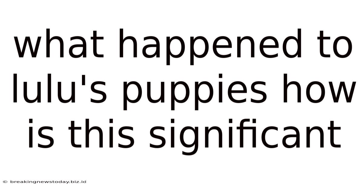 What Happened To Lulu's Puppies How Is This Significant