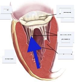 What Happens In The Condition Called Mitral Valve Prolapse Quizlet