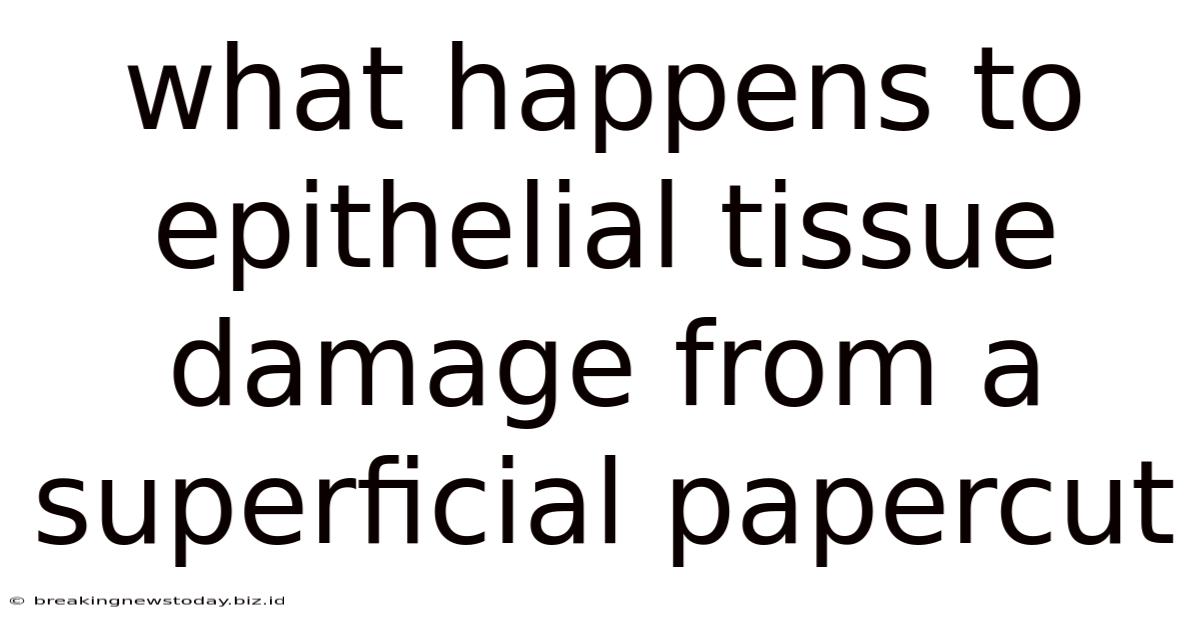 What Happens To Epithelial Tissue Damage From A Superficial Papercut