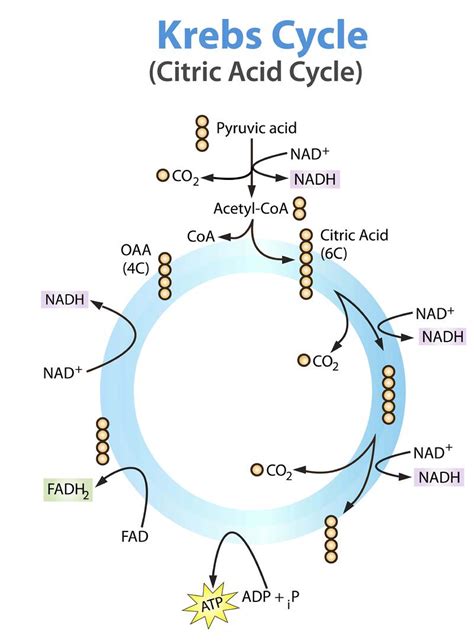 What Happens To Pyruvic Acid In The Krebs Cycle