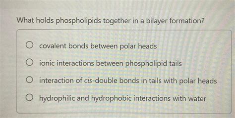 What Holds Phospholipids Together In A Bilayer Formation