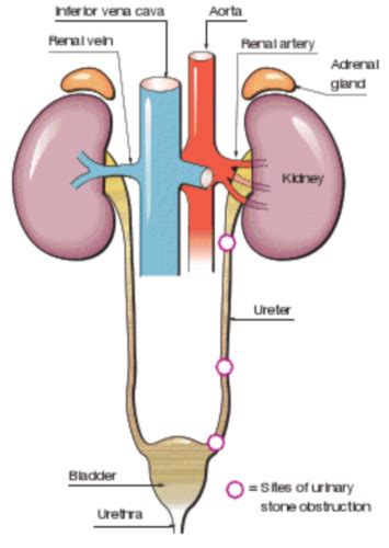 What Is A Function Of The Kidneys Quizlet