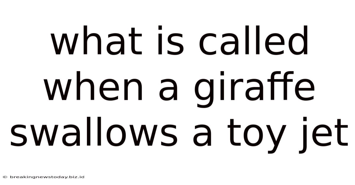 What Is Called When A Giraffe Swallows A Toy Jet