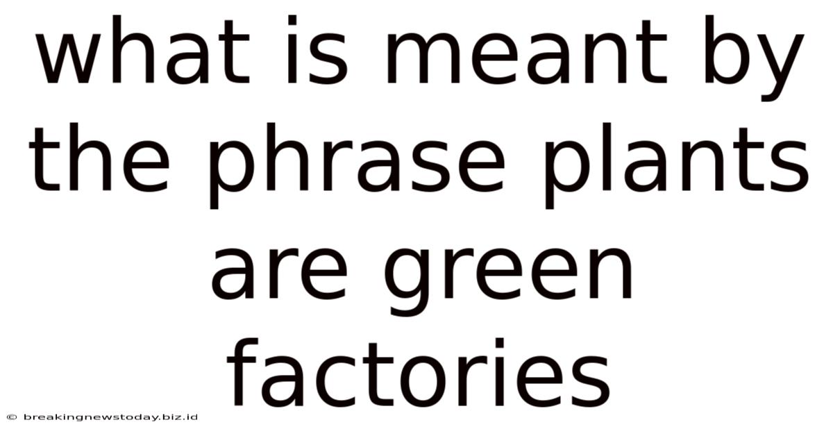 What Is Meant By The Phrase Plants Are Green Factories