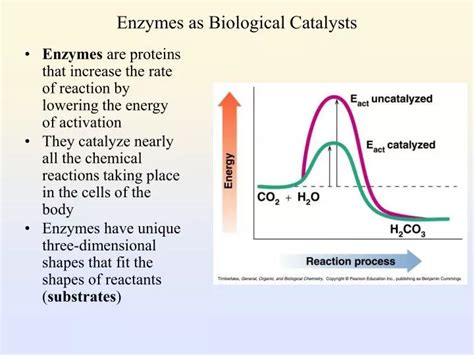 What Is Meant By The Statement Enzymes Are Biological Catalysts