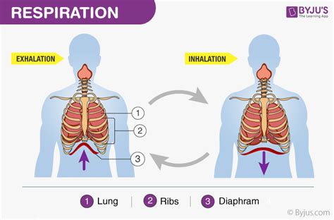 What Is Most Clearly One Theme Of Exhalation