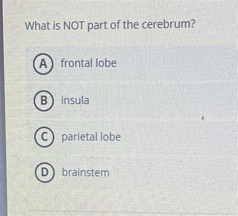 What Is Not Part Of The Cerebrum