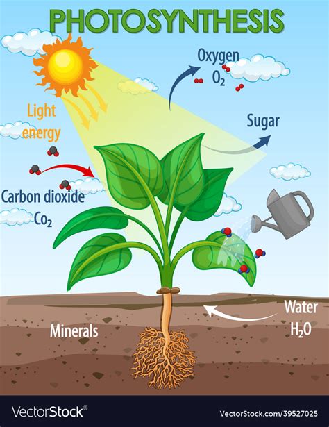 What Is Photosynthesis Check All That Apply