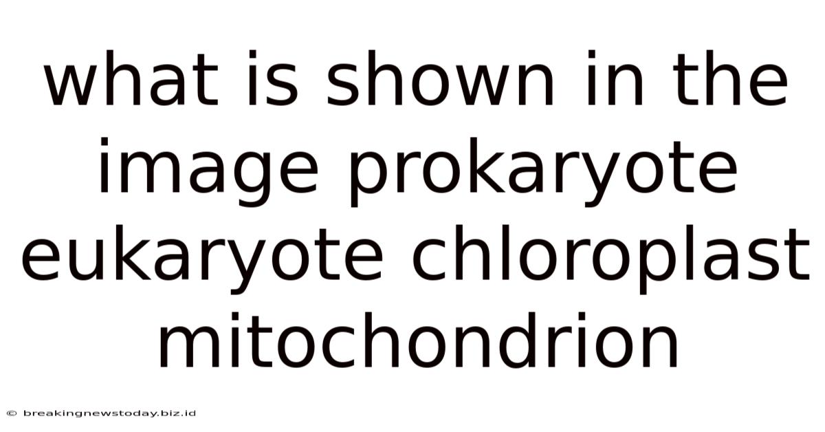 What Is Shown In The Image Prokaryote Eukaryote Chloroplast Mitochondrion