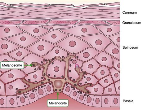 What Is The Decrease In Activity Of Melanocytes Called