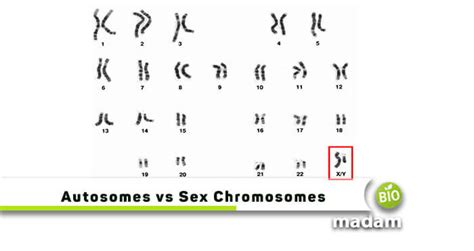 What Is The Difference Between Autosomes And Sex Chromosomes