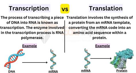 What Is The Difference Between Transcription And Translation