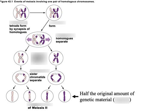 What Is The Function Of Meiosis Quizlet