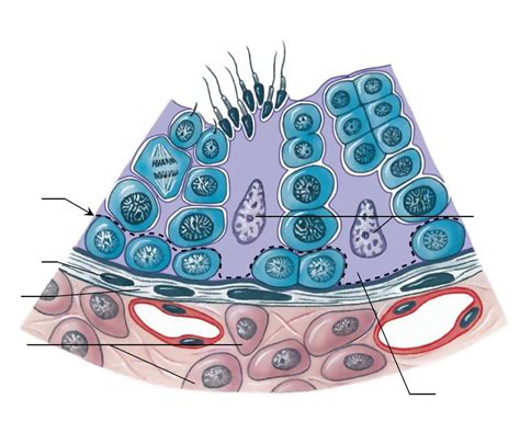 What Is The Function Of The Blood Testis Barrier Quizlet