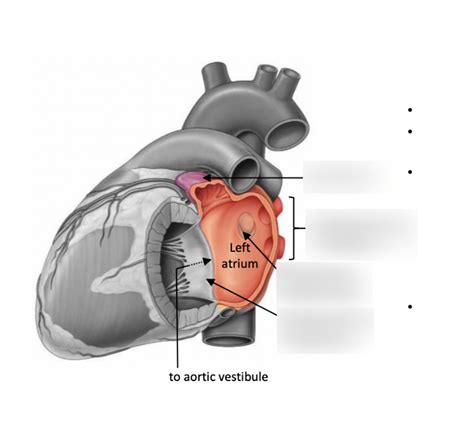 What Is The Function Of The Left Atrium Quizlet