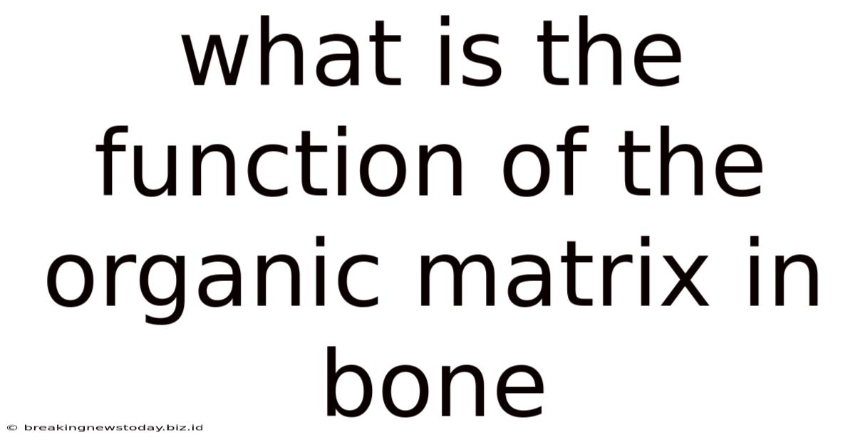 What Is The Function Of The Organic Matrix In Bone
