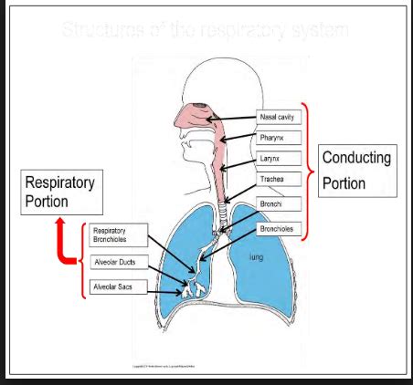 What Is The Function Of The Respiratory System Quizlet