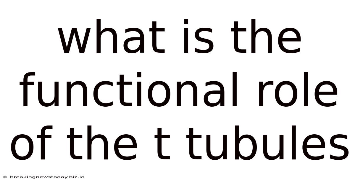 What Is The Functional Role Of The T Tubules