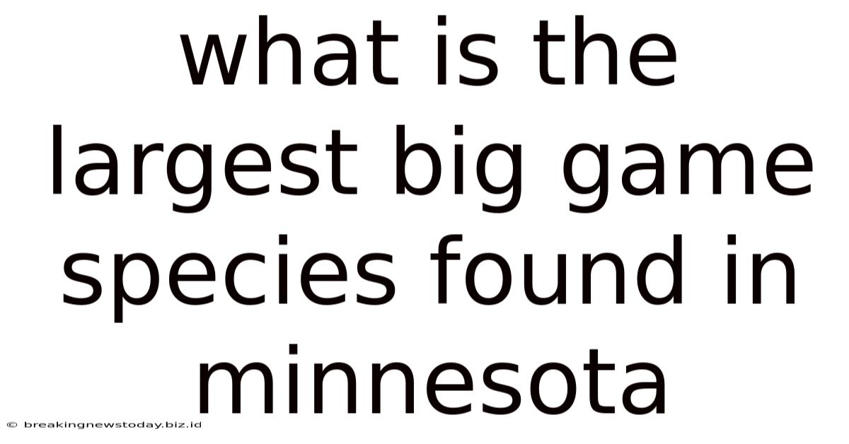 What Is The Largest Big Game Species Found In Minnesota