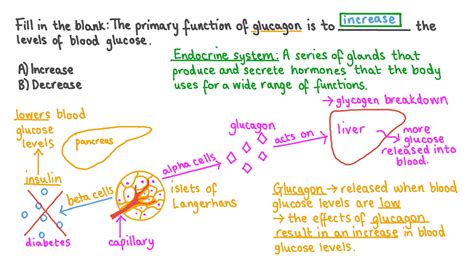 What Is The Main Function Of Glucagon Quizlet