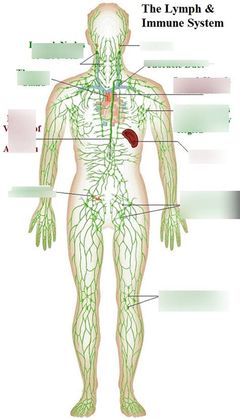 What Is The Main Function Of The Lymphatic System Quizlet