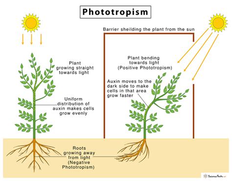 What Is The Physical Basis Of The Phototropic Response