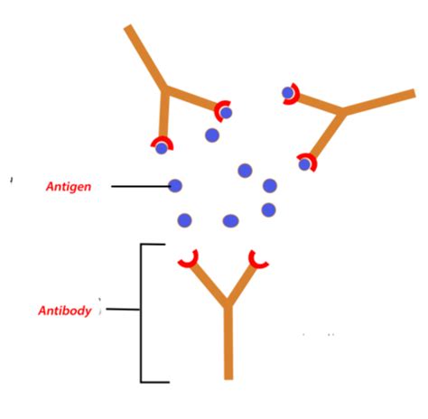 What Is The Relationship Between Antigens And Antibodies Quizlet