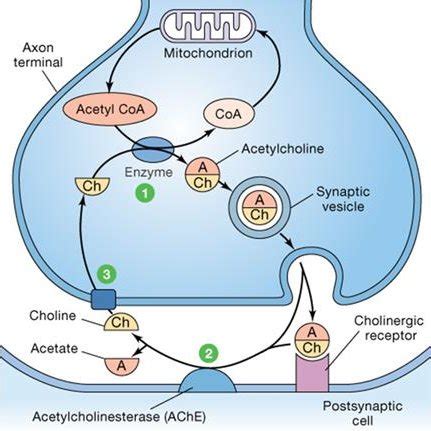 What Is The Role Of Acetylcholinesterase Quizlet