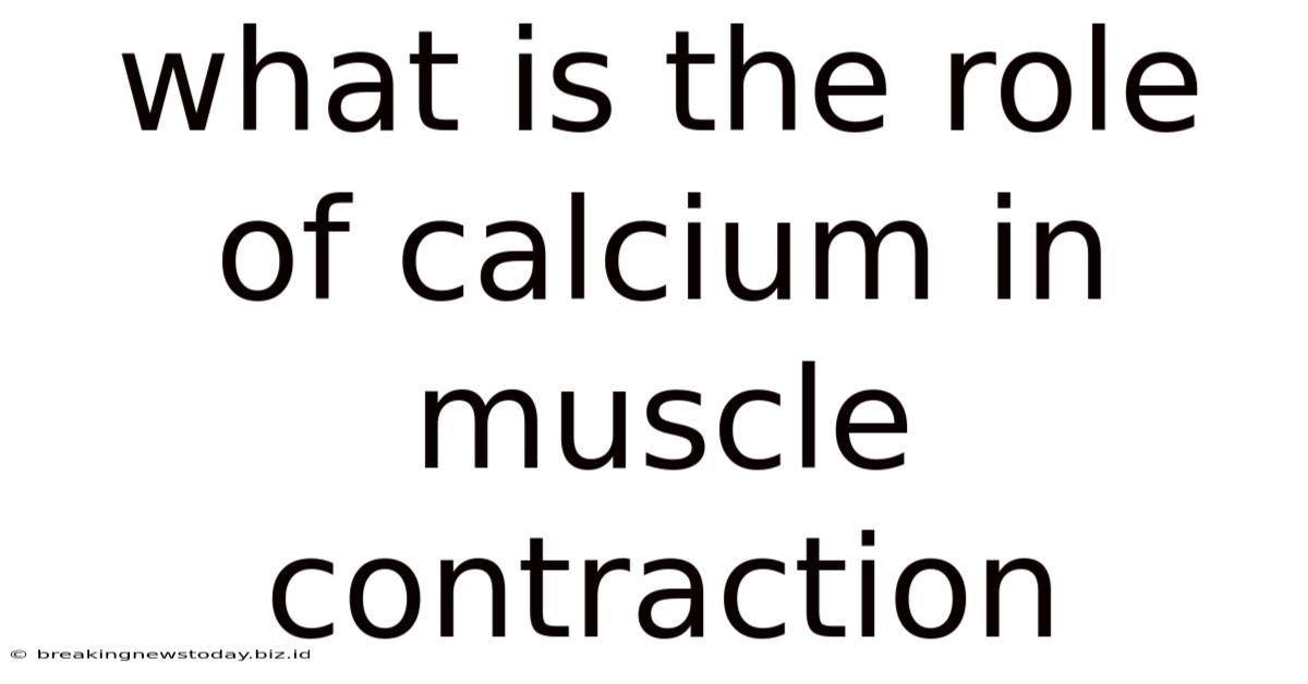 What Is The Role Of Calcium In Muscle Contraction