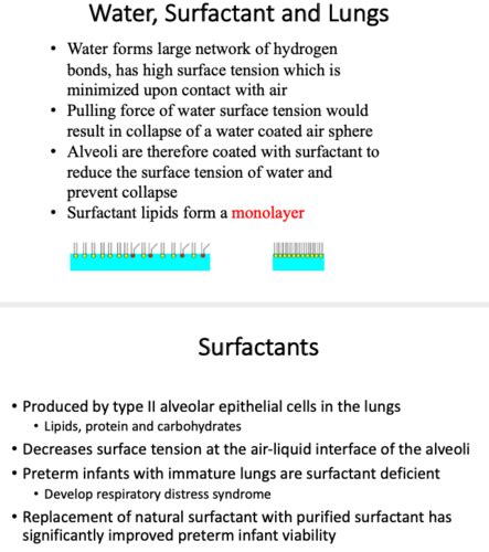 What Is The Role Of Surfactant Quizlet