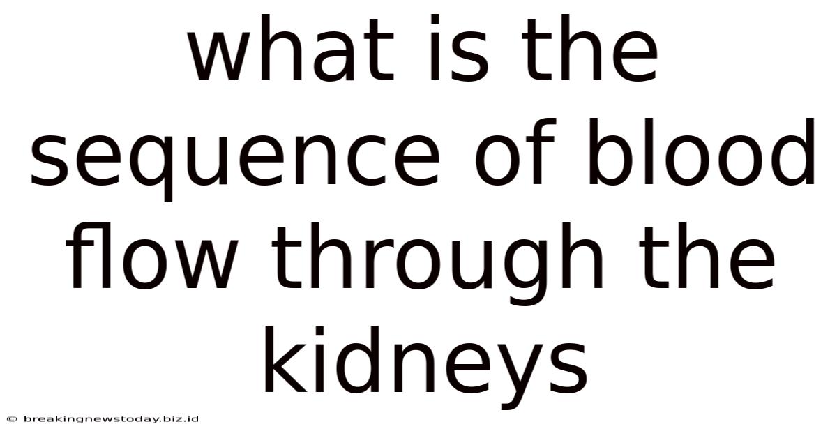What Is The Sequence Of Blood Flow Through The Kidneys