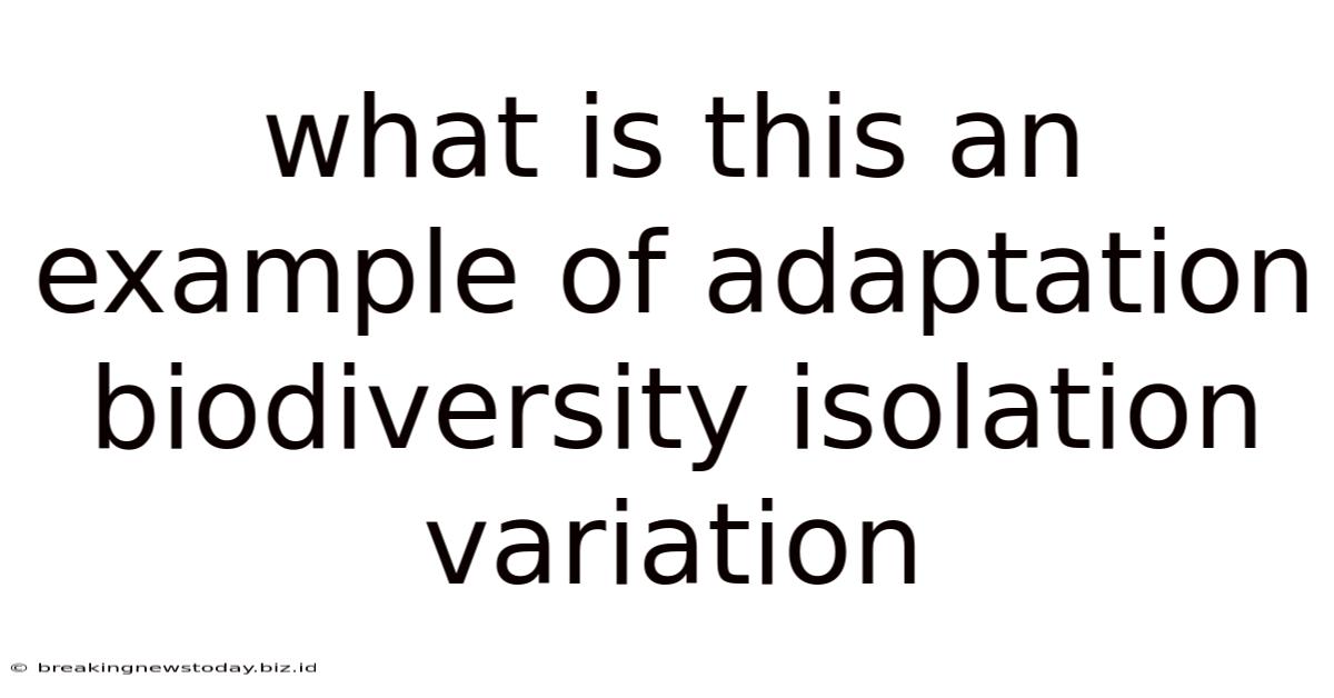 What Is This An Example Of Adaptation Biodiversity Isolation Variation