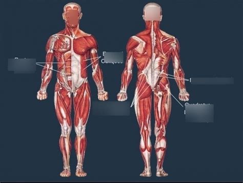 What Muscles Are Included In The Core Muscles Quizlet