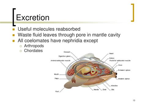 What Organ Pair Removes Metabolic Wastes From The Mollusk