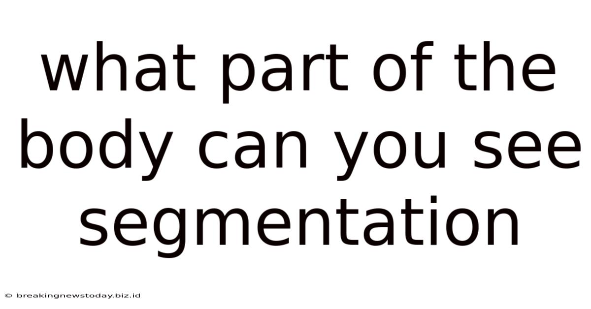 What Part Of The Body Can You See Segmentation