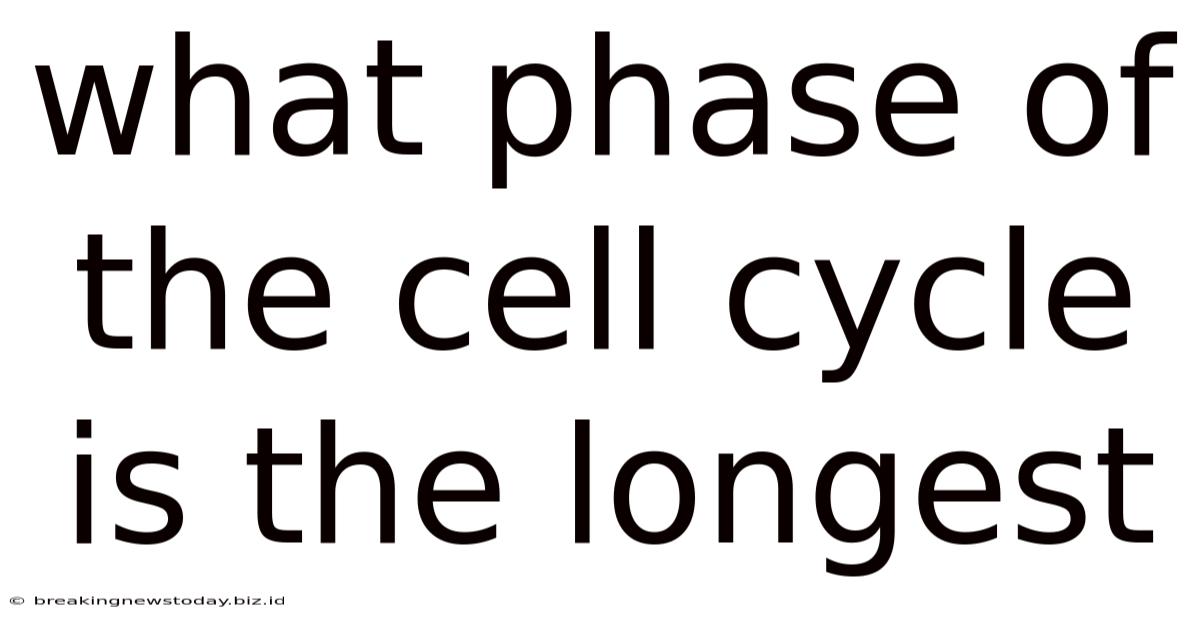 What Phase Of The Cell Cycle Is The Longest