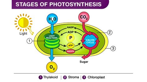 What Role Does Water Play In Photosynthesis