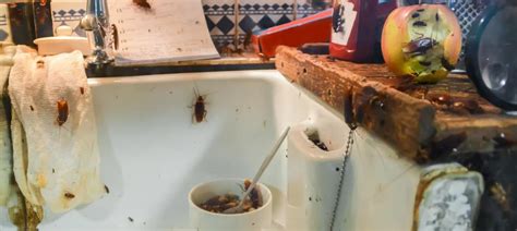 What Sign Of Cockroach Infestation Might Food Workers Notice