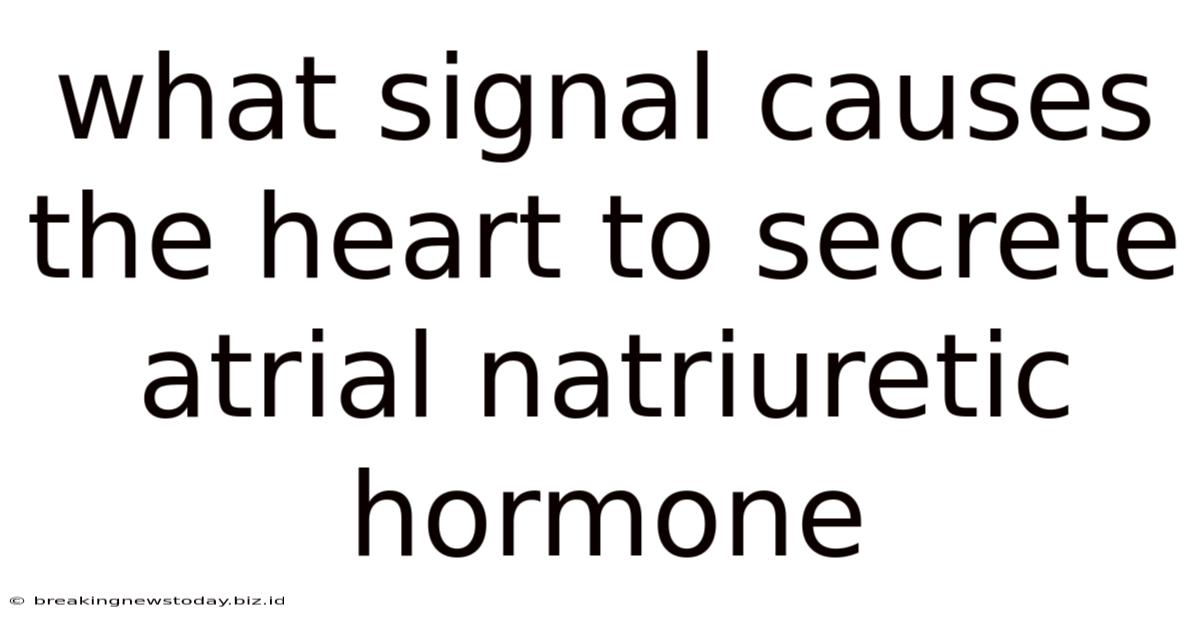 What Signal Causes The Heart To Secrete Atrial Natriuretic Hormone