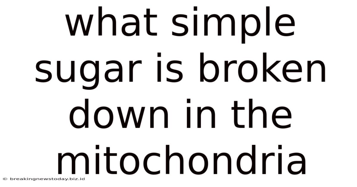 What Simple Sugar Is Broken Down In The Mitochondria