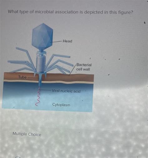 What Type Of Microbial Association Is Depicted In This Figure