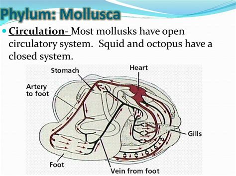 What Types Of Mollusks Have A Closed Circulatory System